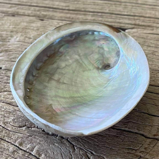 White abalone shell