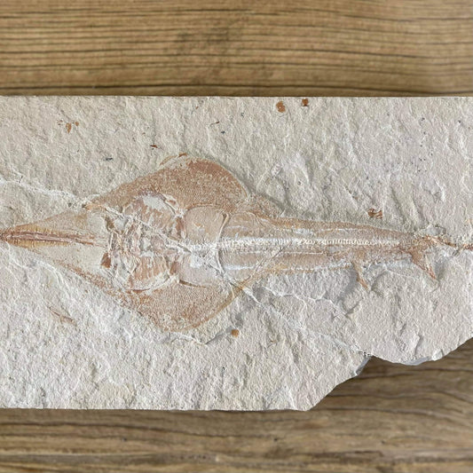 Rhinobatos fossil