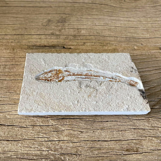 Prionolepis fossil