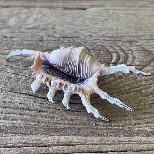 Scorpion spider shell