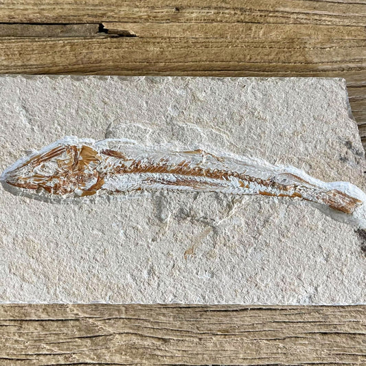 Prionolepis fossil