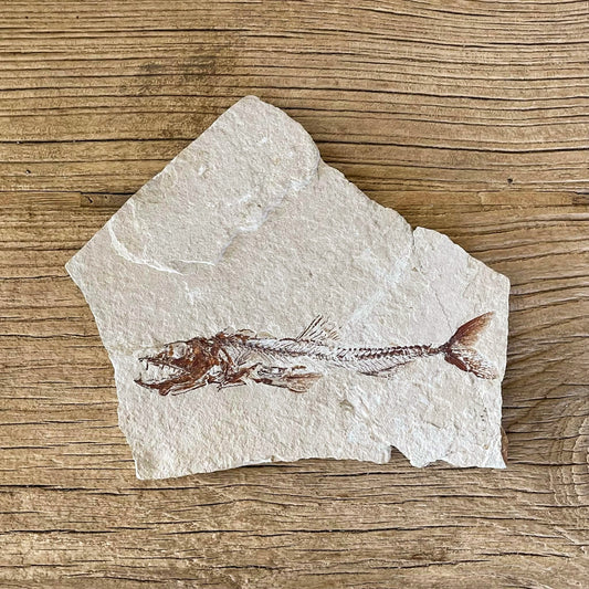 Eurypholis fossil