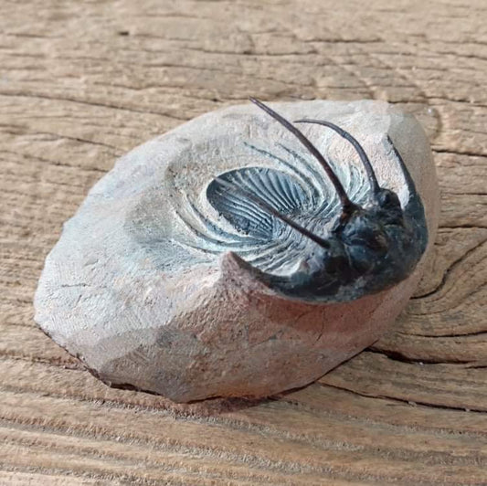 Kolihapeltis Trilobite fossil