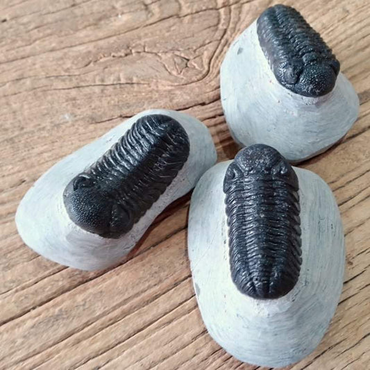 Phacops trilobite fossil