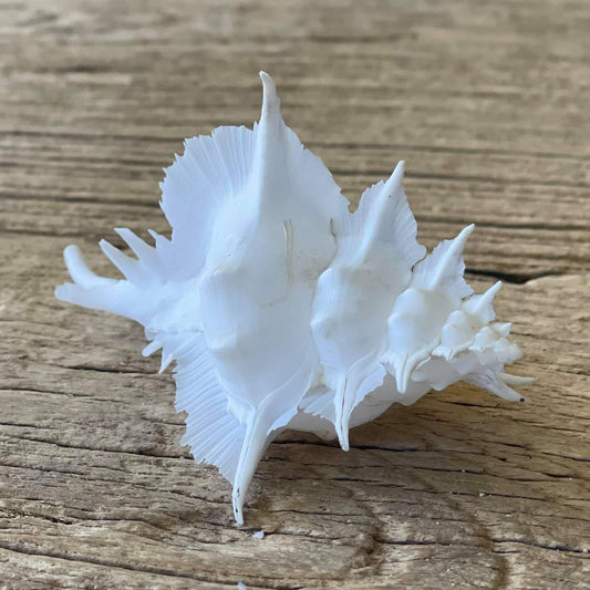 Alabaster murex shell