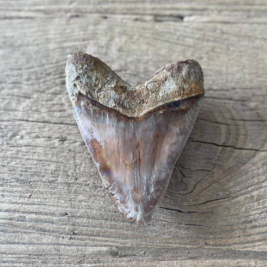 Megalodon tooth fossil