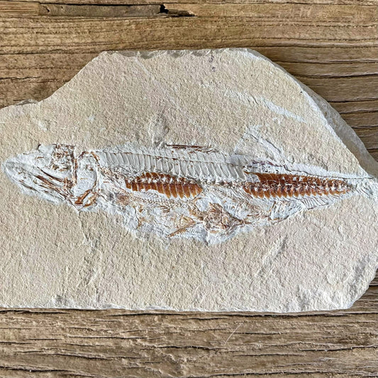 Prionolepis fossil