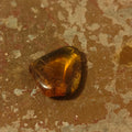 Baltic Amber with inclusions
