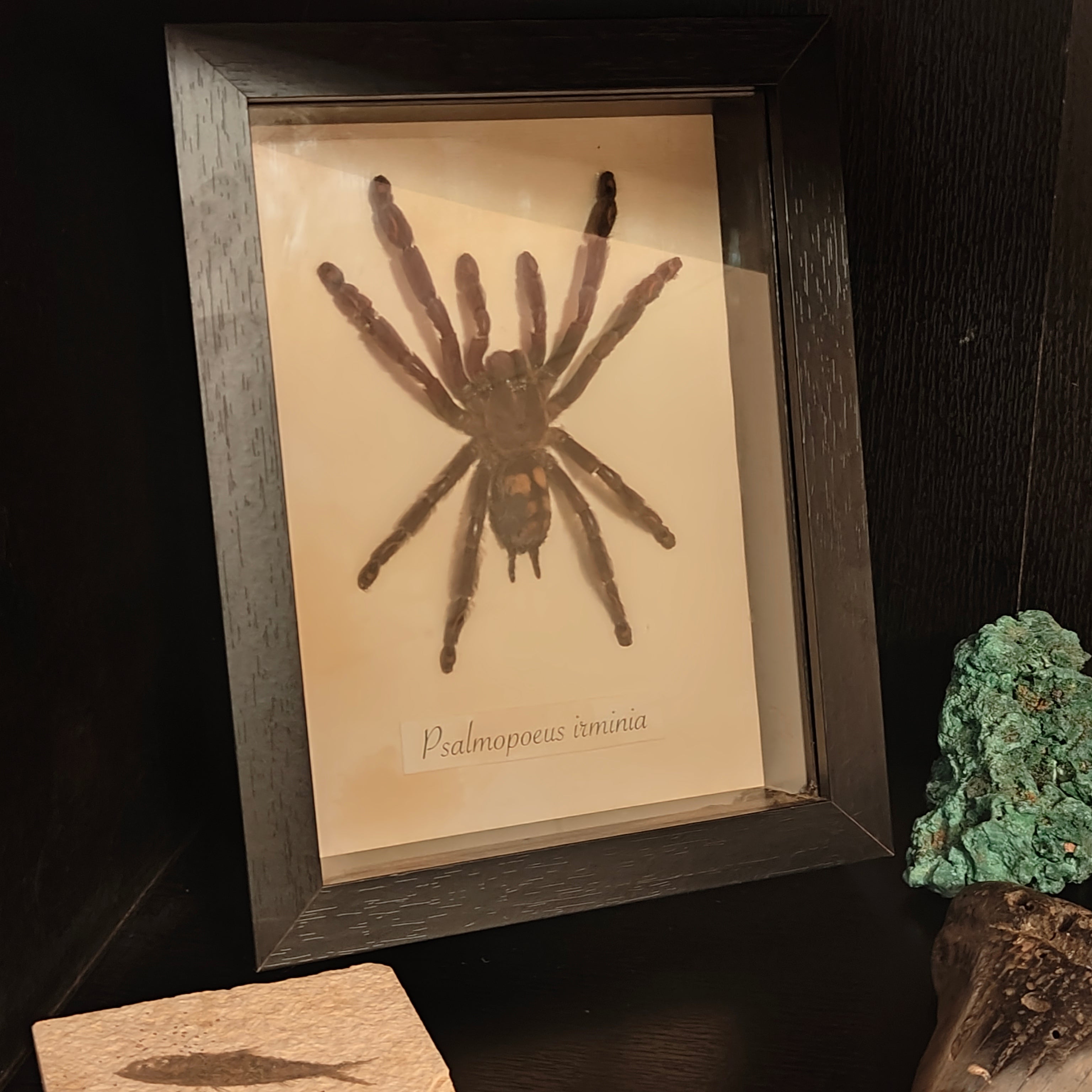 Psalmopoeus irminia Frame
