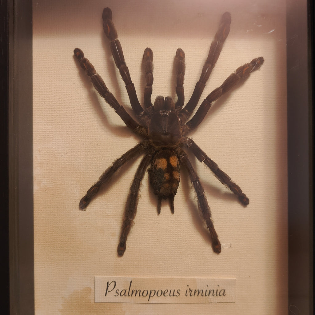 Psalmopoeus irminia Frame