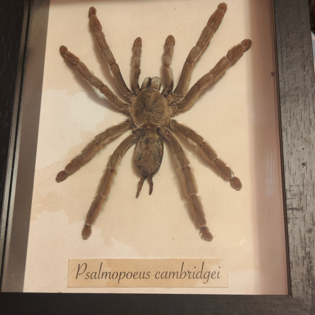 Psalmopoeus cambridgei frame