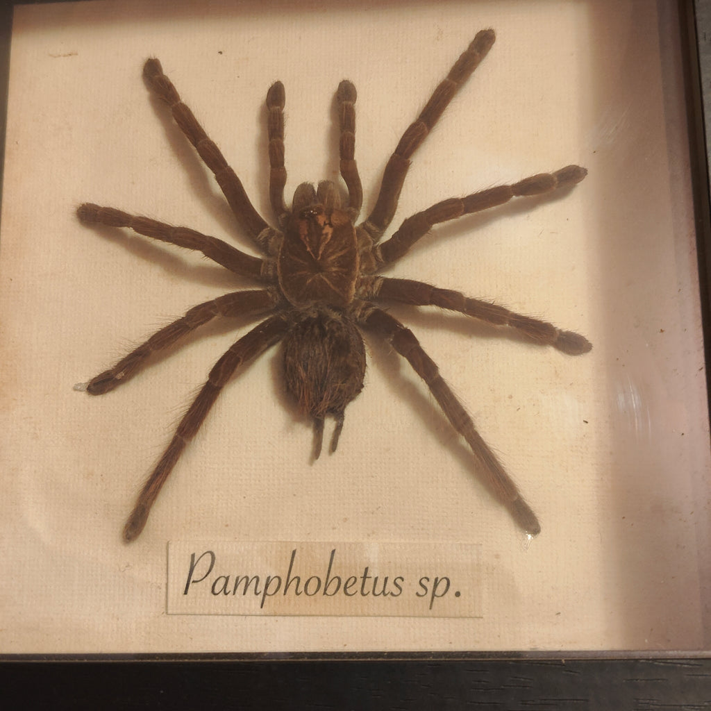 Pamphobetus sp. frame