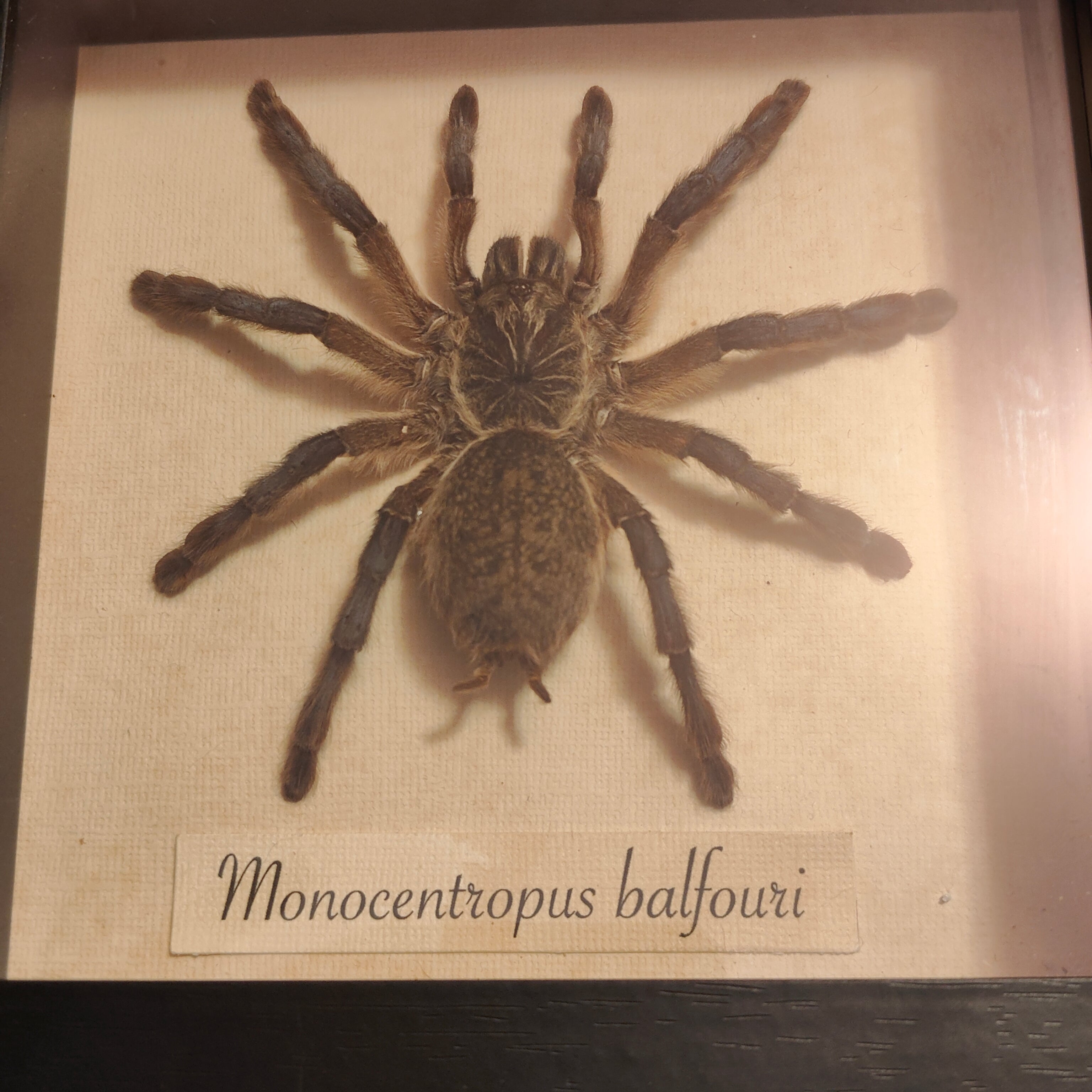 Monocentropus Balfouri frame