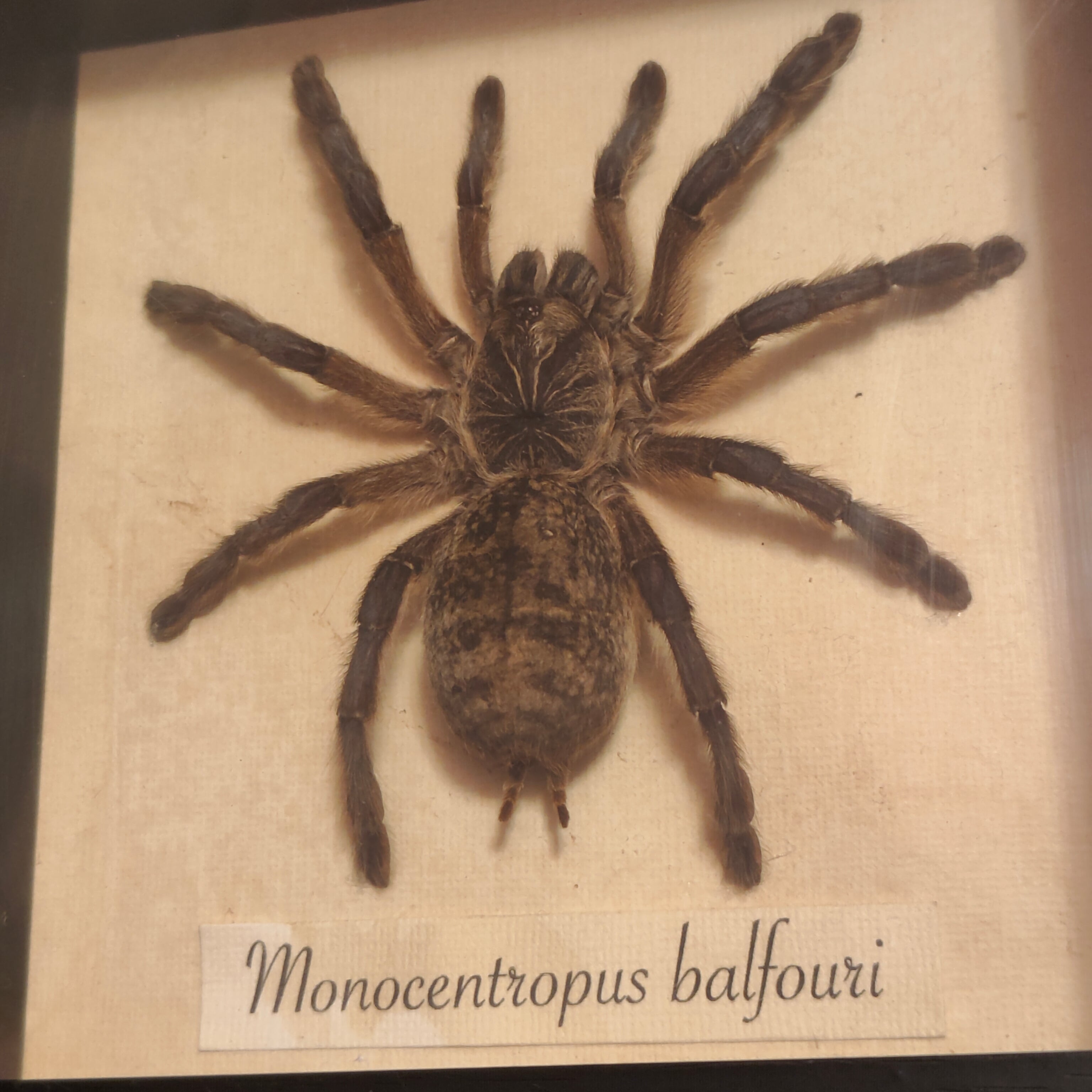 Monocentropus Balfouri frame