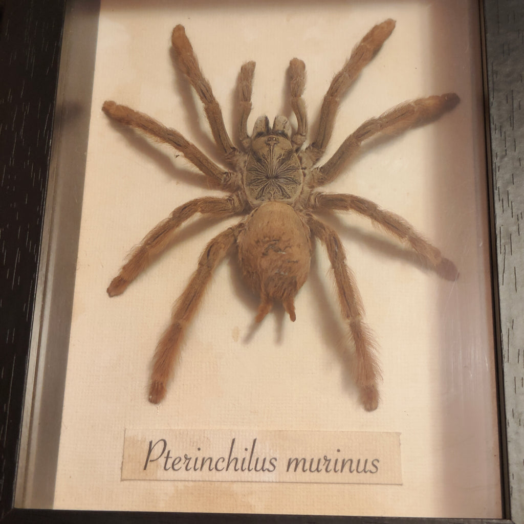 Pterinchilus murinus Frame