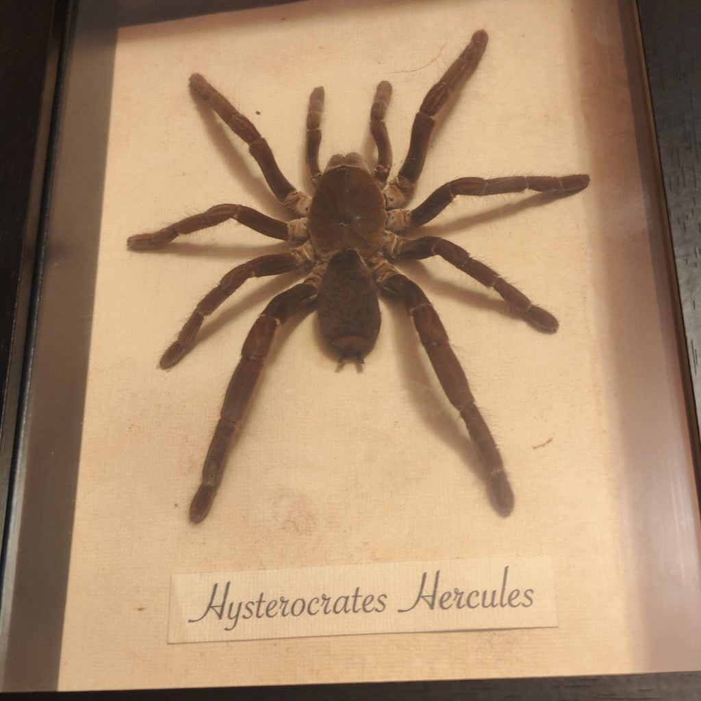 Hysterocrates hercules Frame