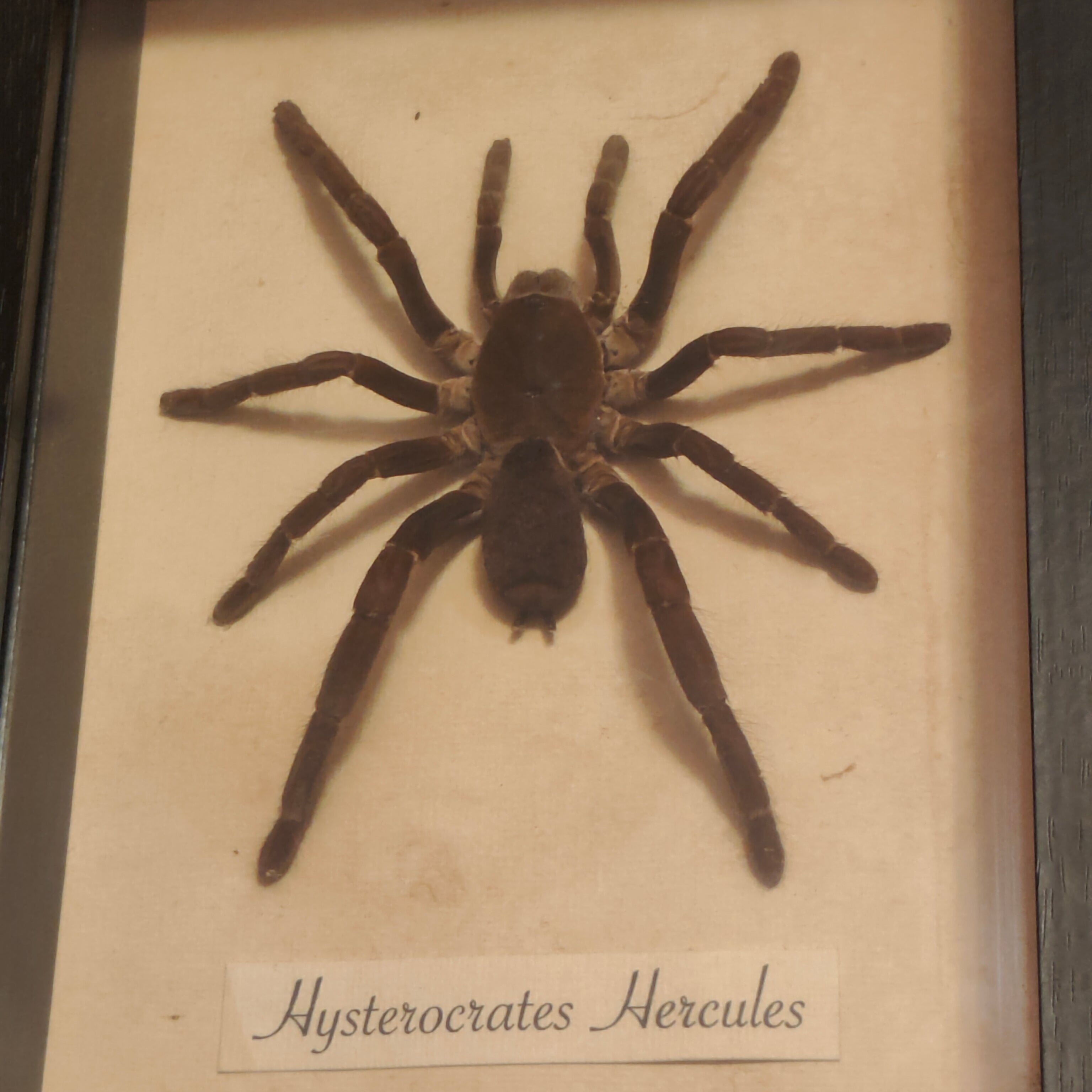 Hysterocrates hercules Frame