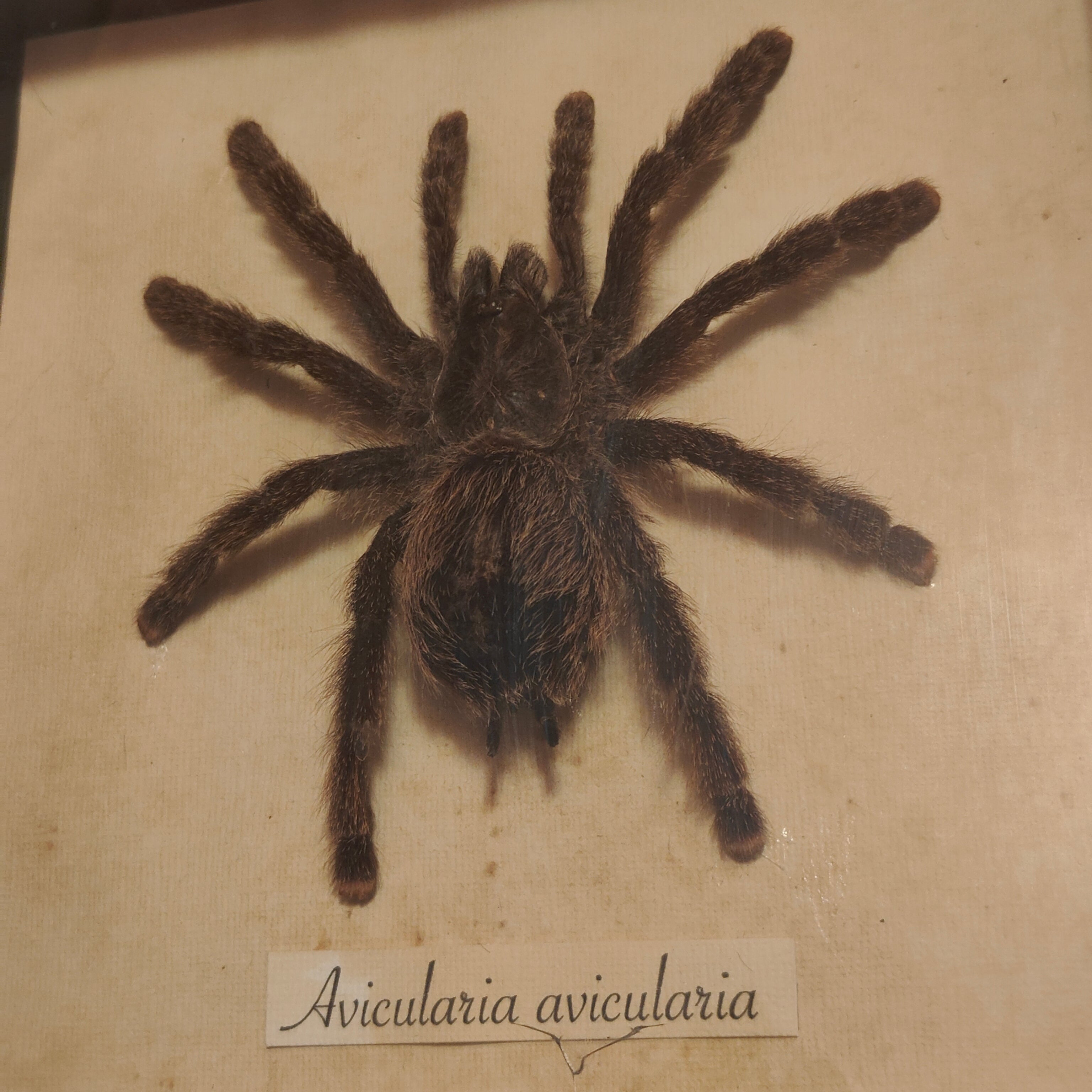 Avicularia avicularia frame