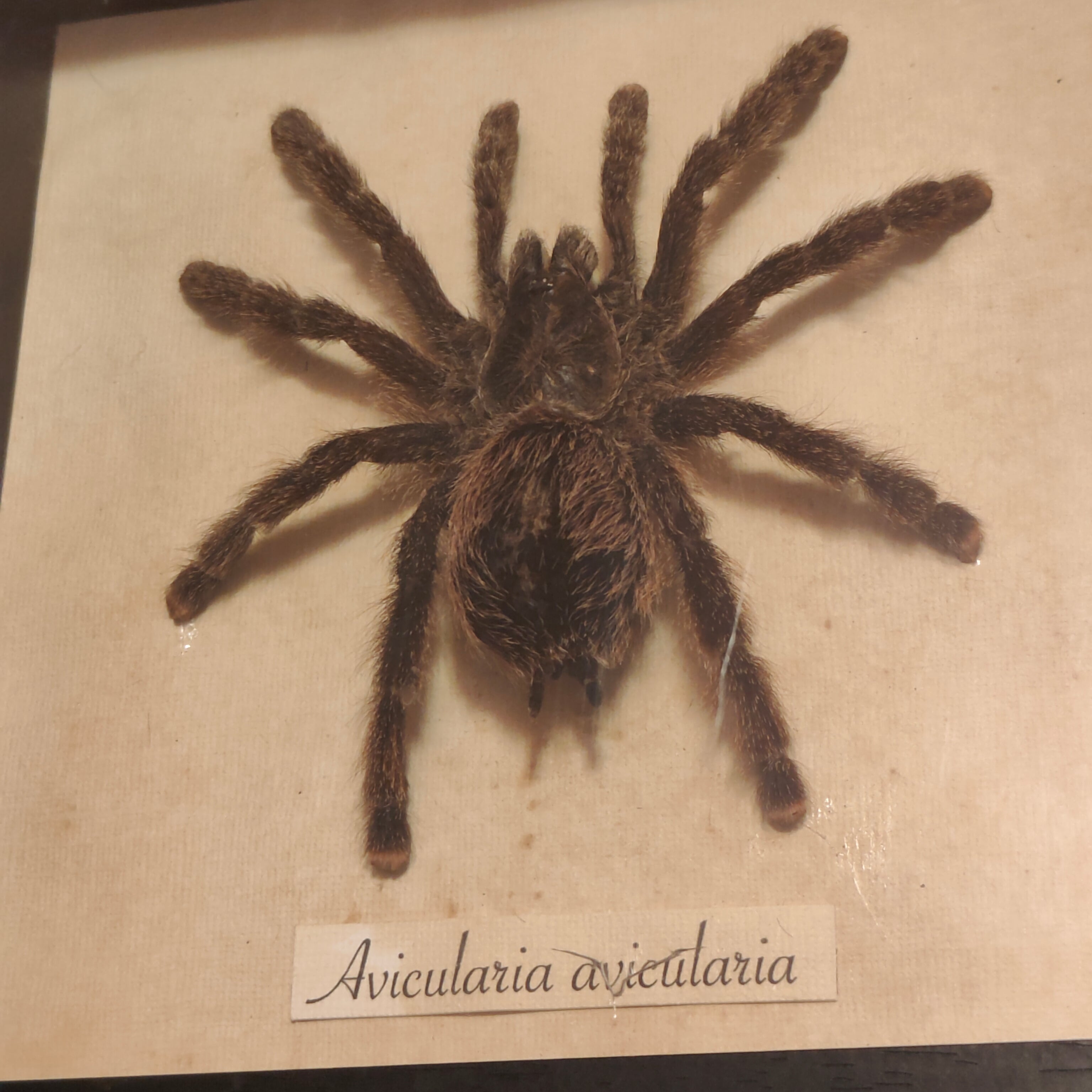 Avicularia avicularia frame