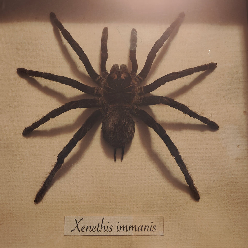 Xenethis immanis frame