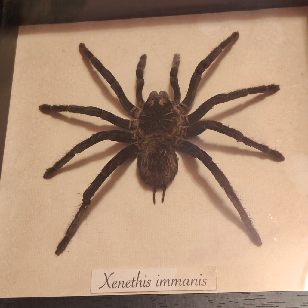 Xenethis immanis frame