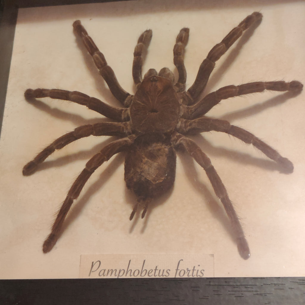 Pamphobetus fortis frame