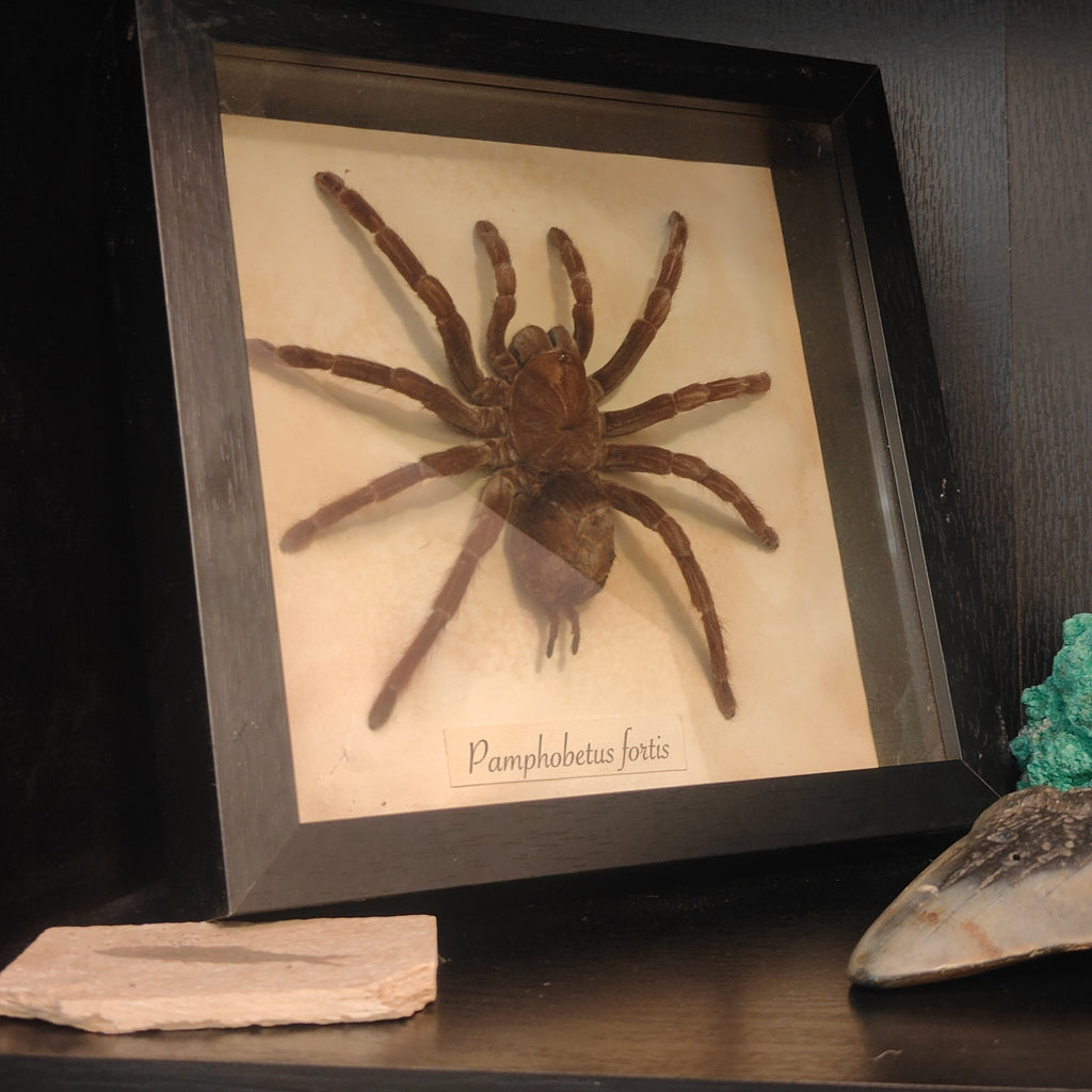 Pamphobetus fortis frame