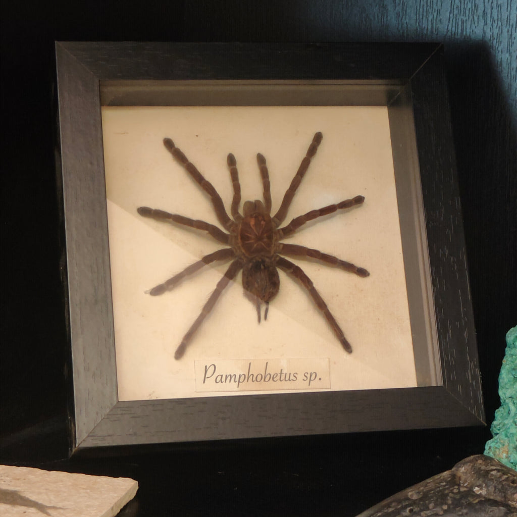 Pamphobetus sp. frame