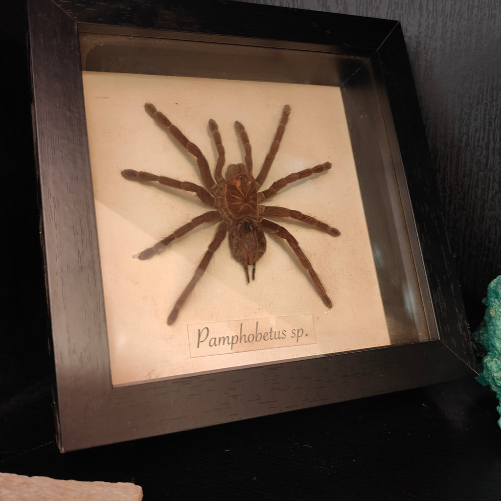 Pamphobetus sp. frame