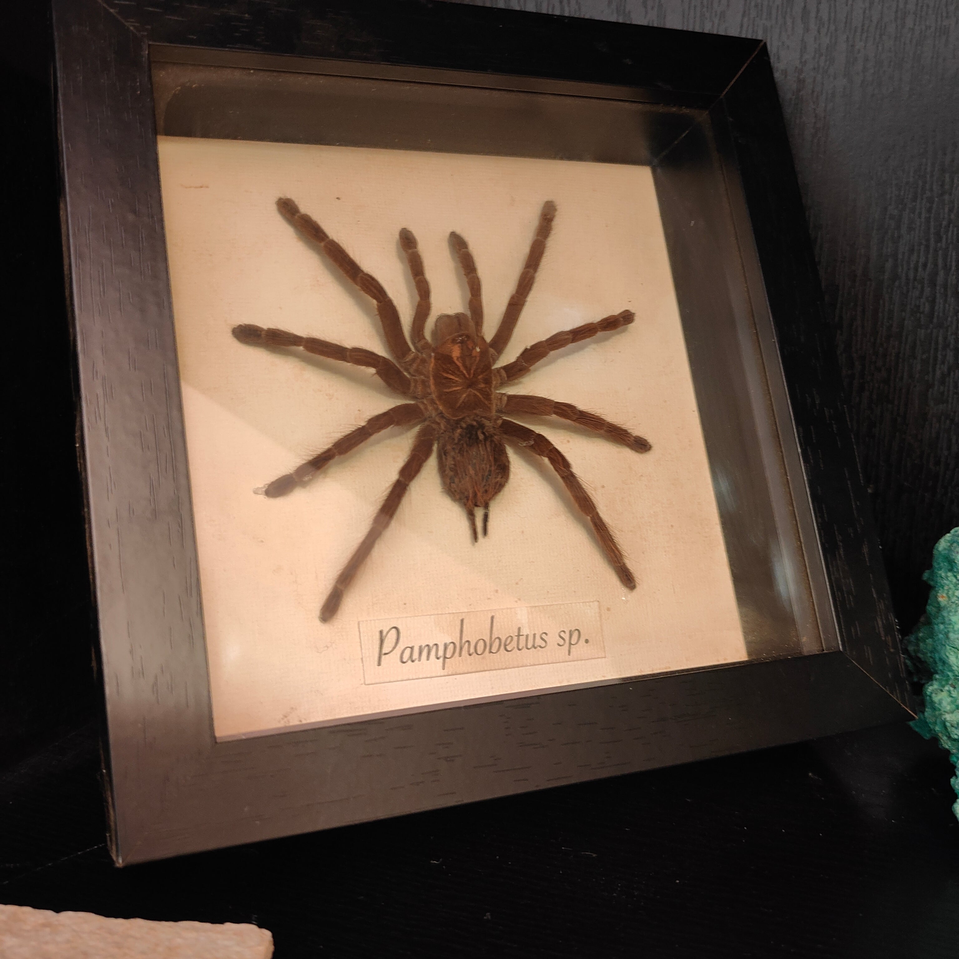 Pamphobetus sp. frame
