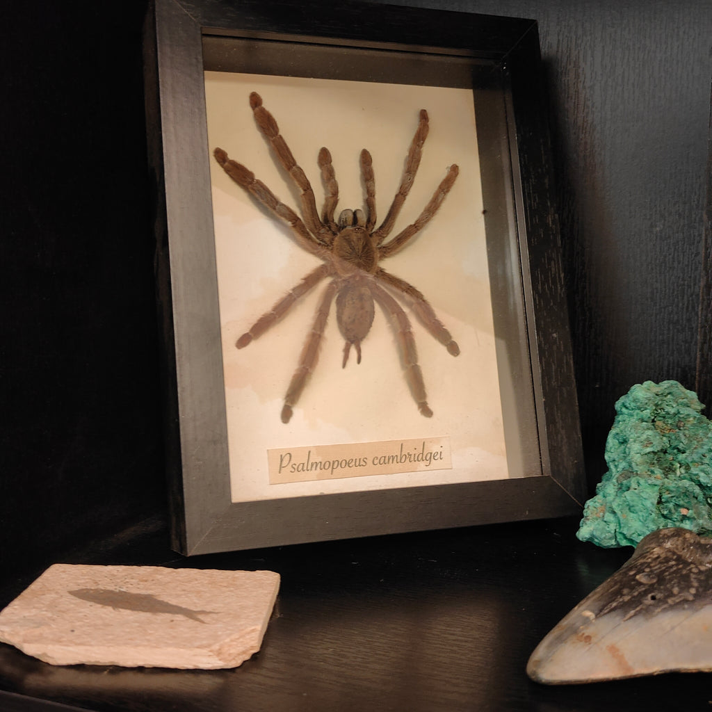 Psalmopoeus cambridgei frame