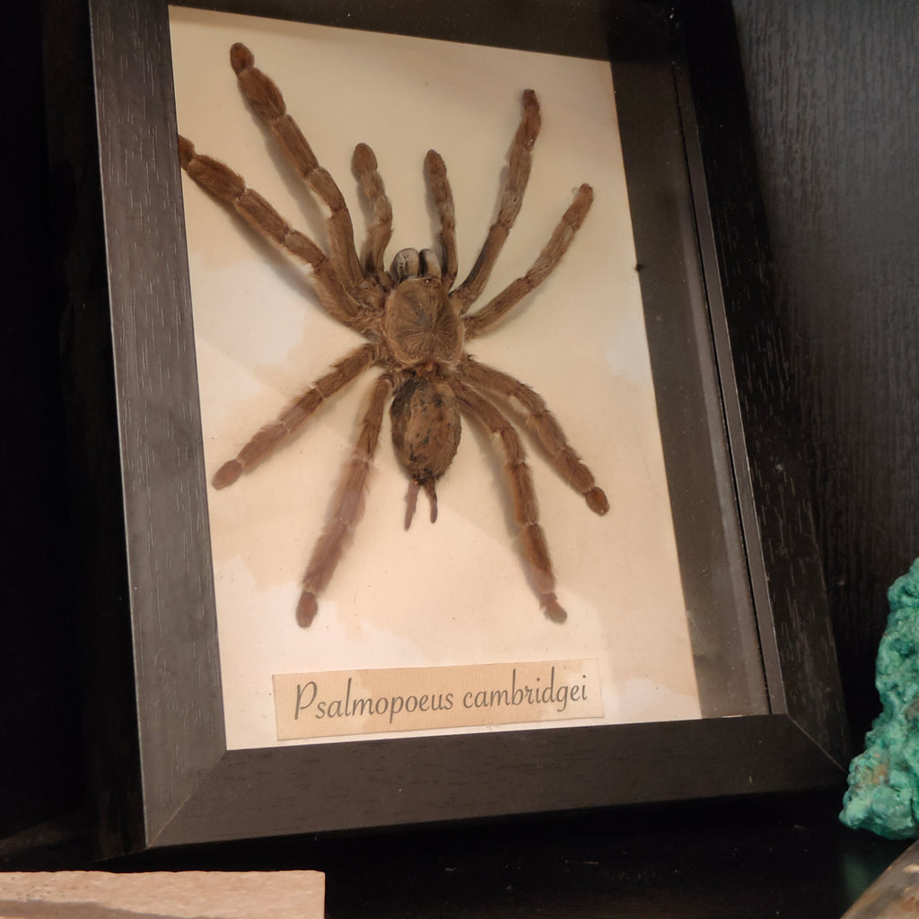 Psalmopoeus cambridgei frame