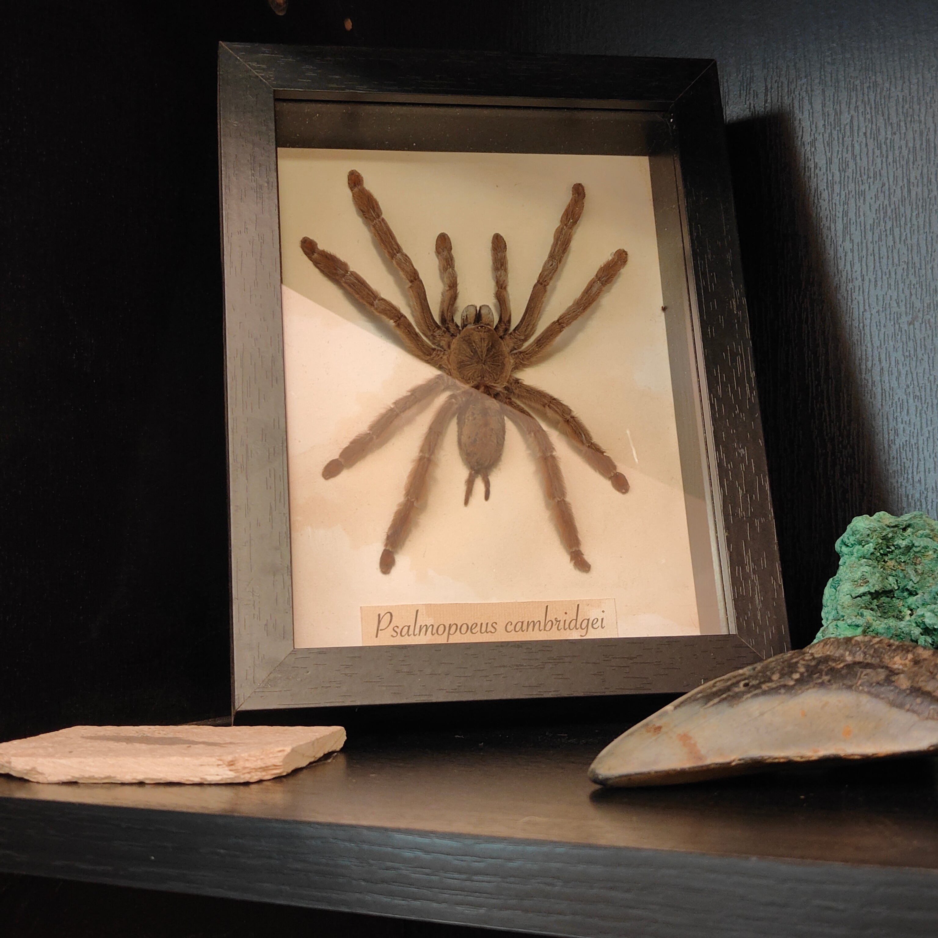 Psalmopoeus cambridgei frame