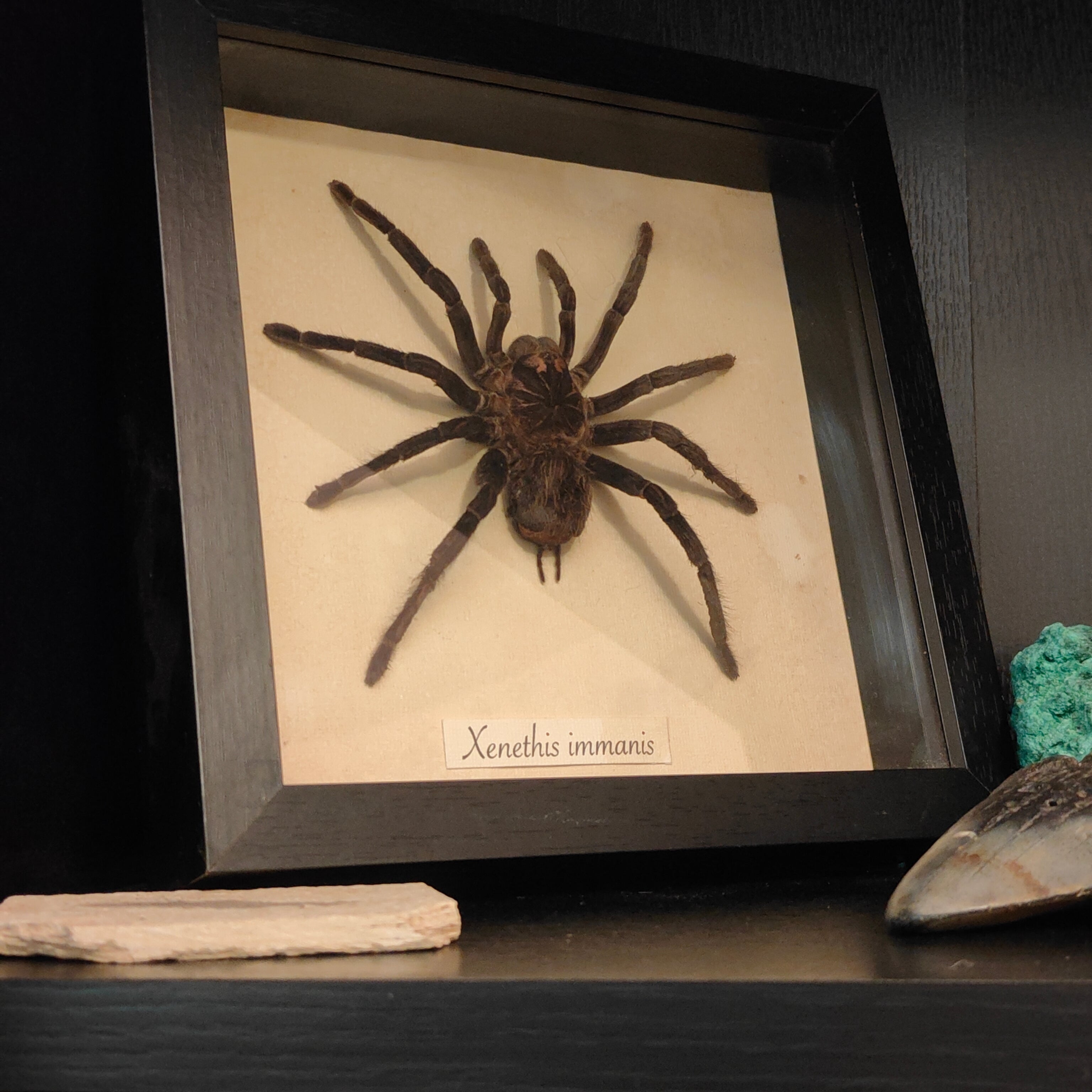 Xenethis immanis frame