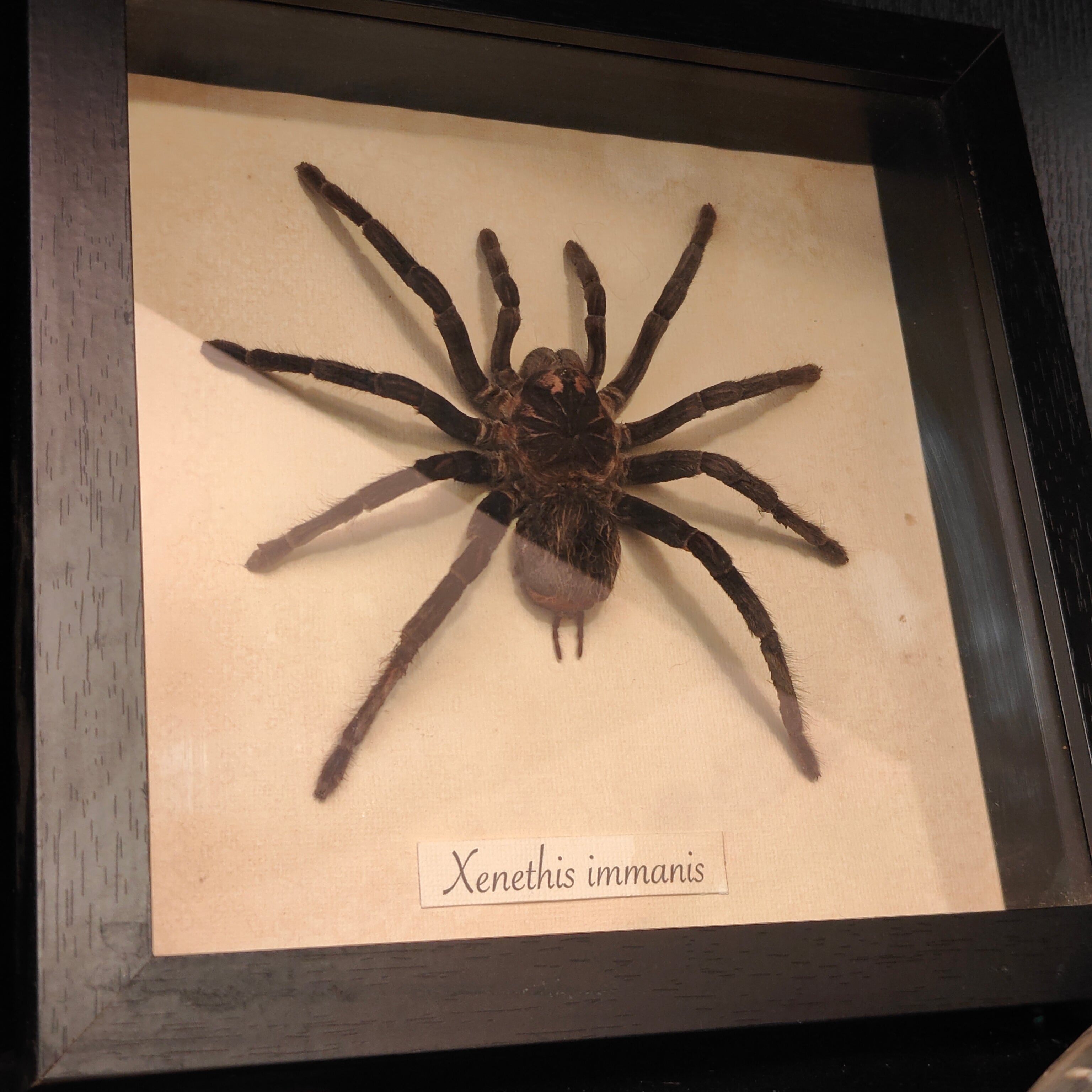 Xenethis immanis frame