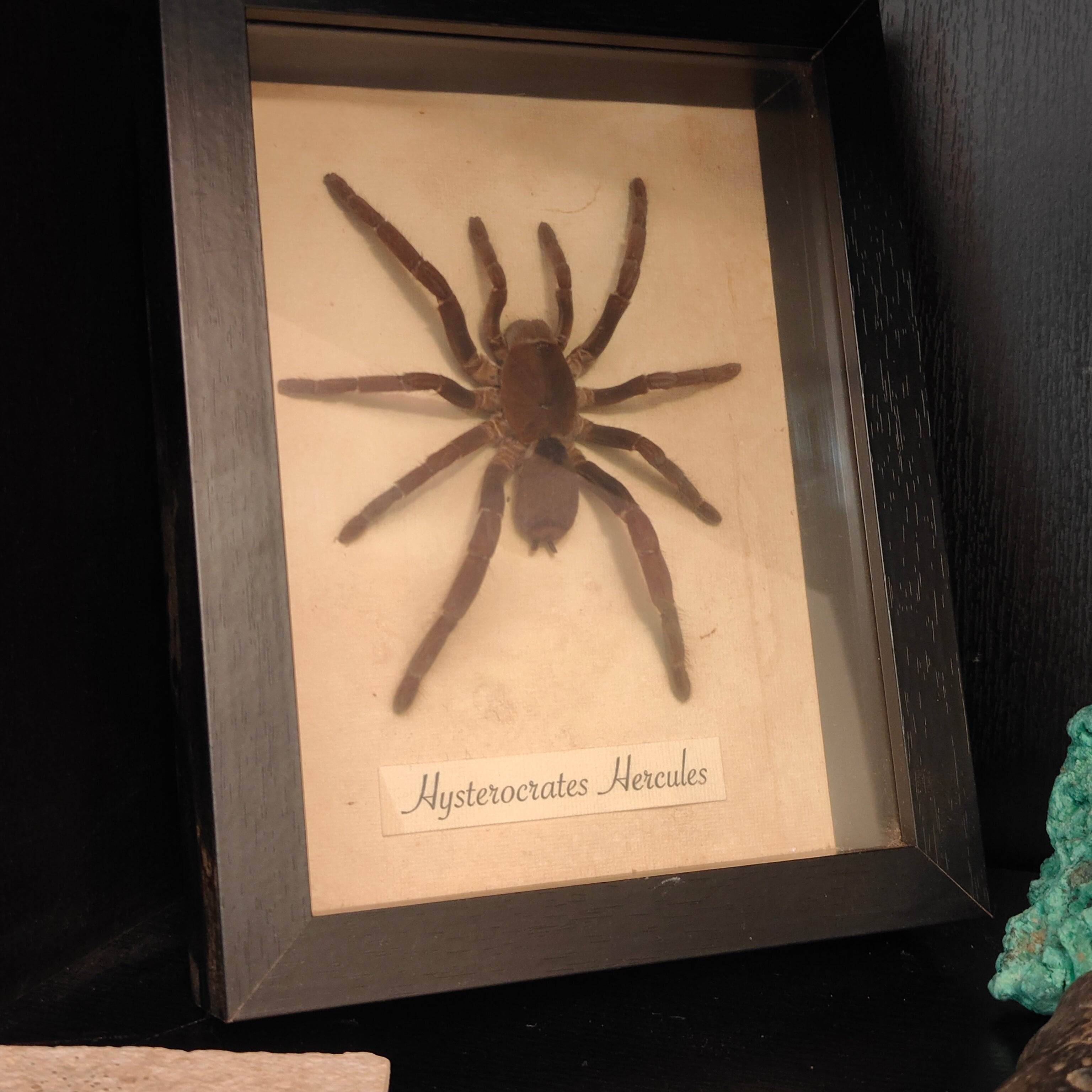 Hysterocrates hercules Frame