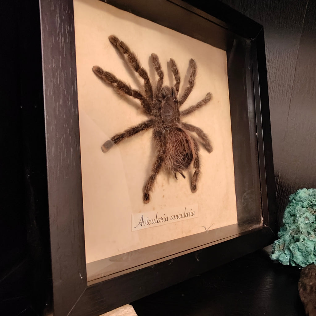 Avicularia avicularia frame