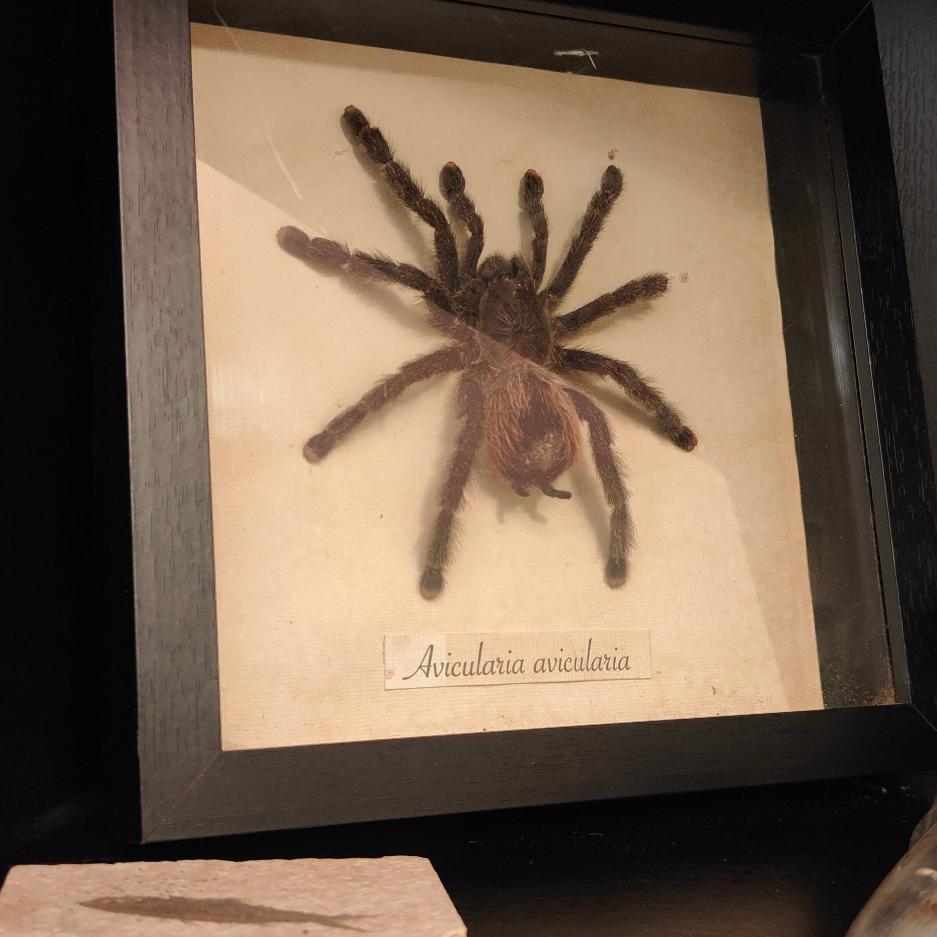 Avicularia avicularia frame
