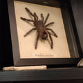 Avicularia avicularia frame
