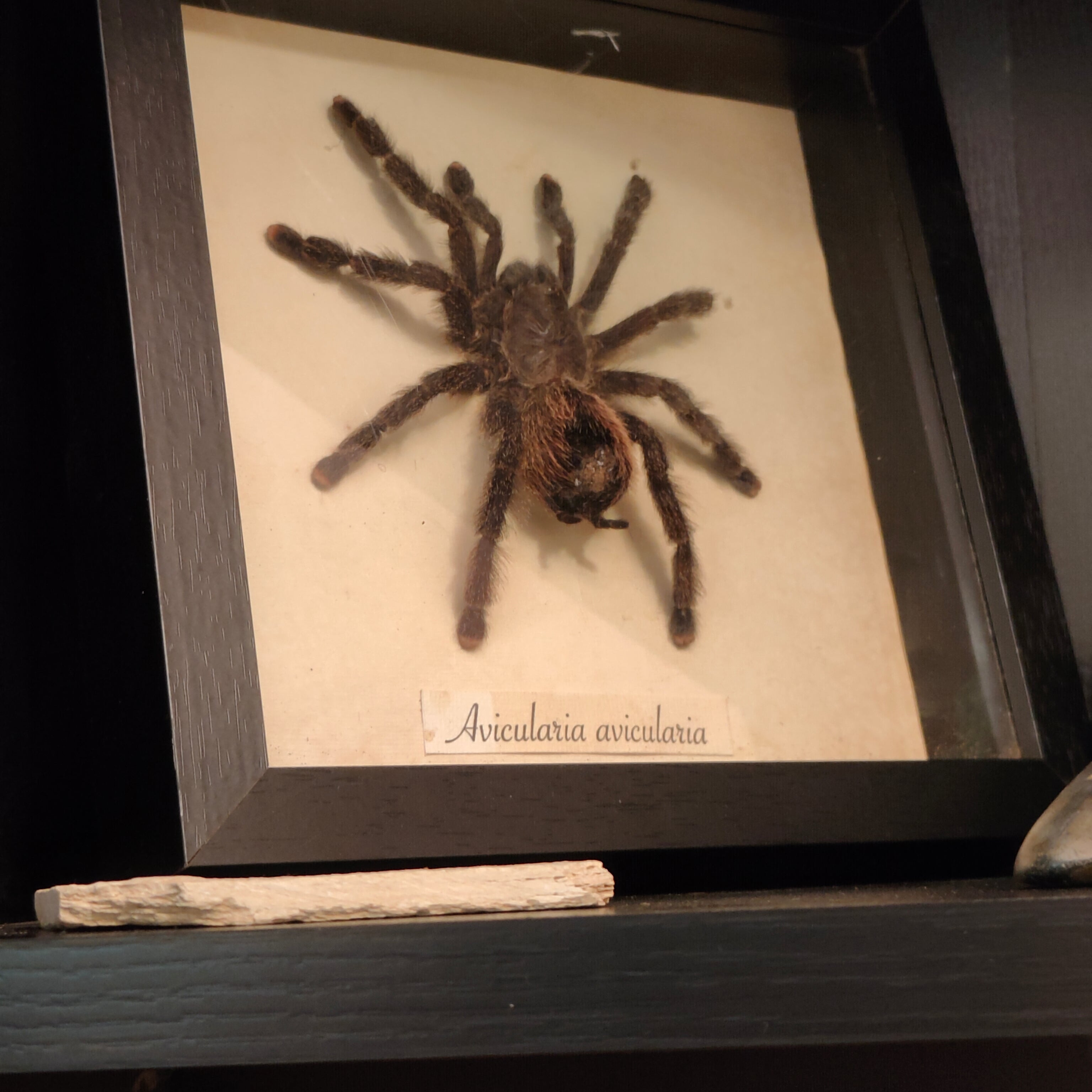 Avicularia avicularia frame