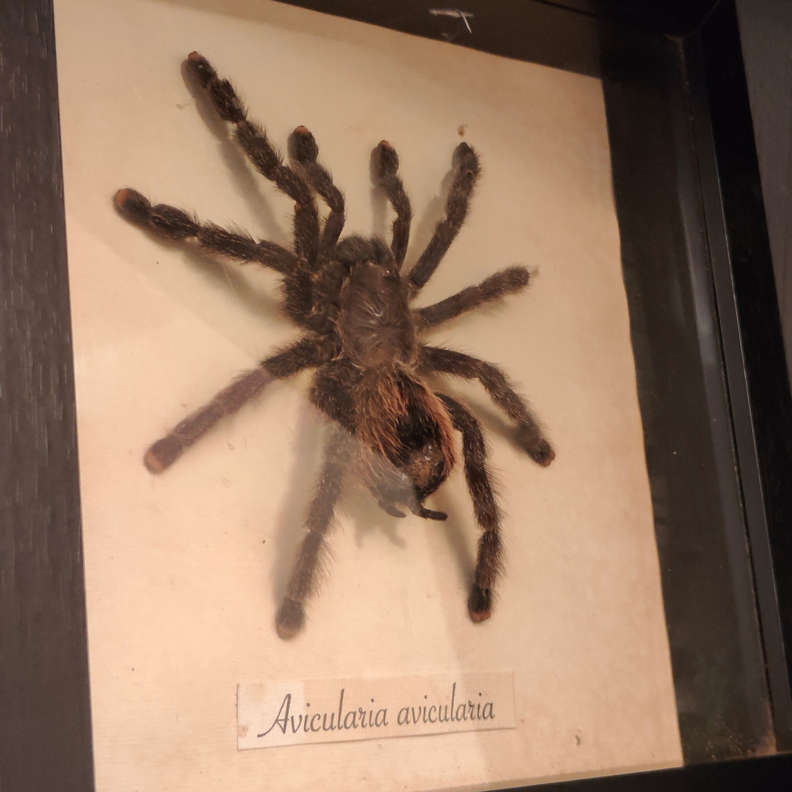 Avicularia avicularia frame