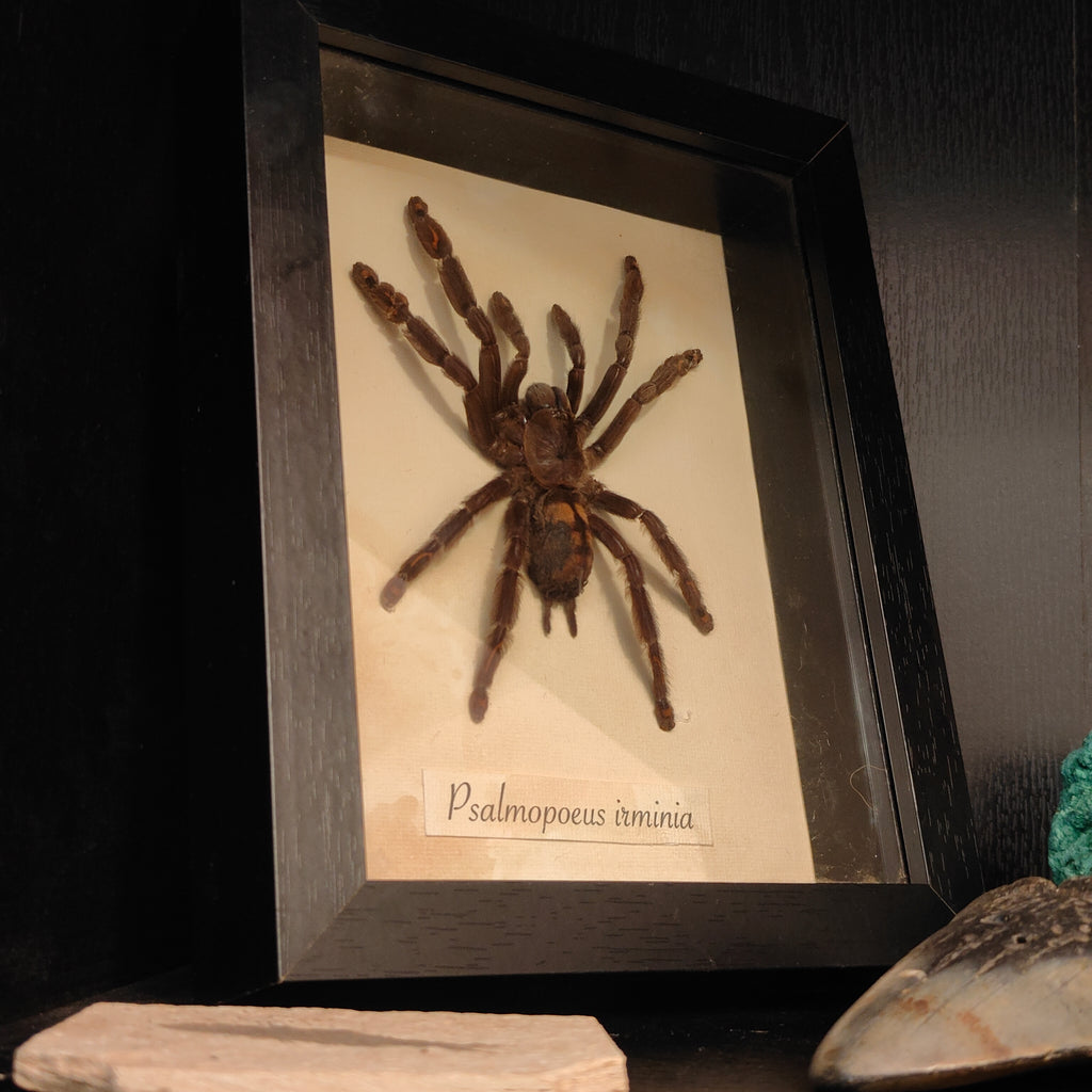 Psalmopoeus irminia Frame