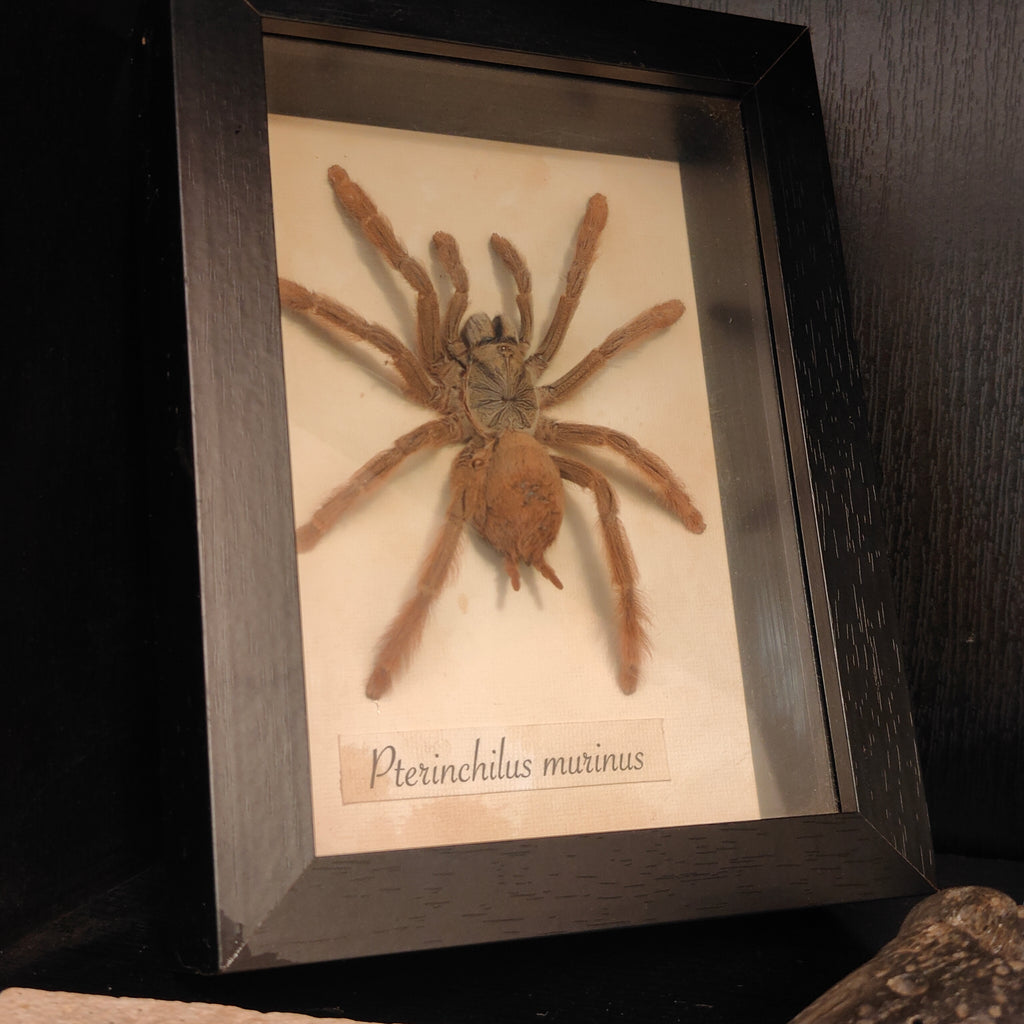 Pterinchilus murinus Frame