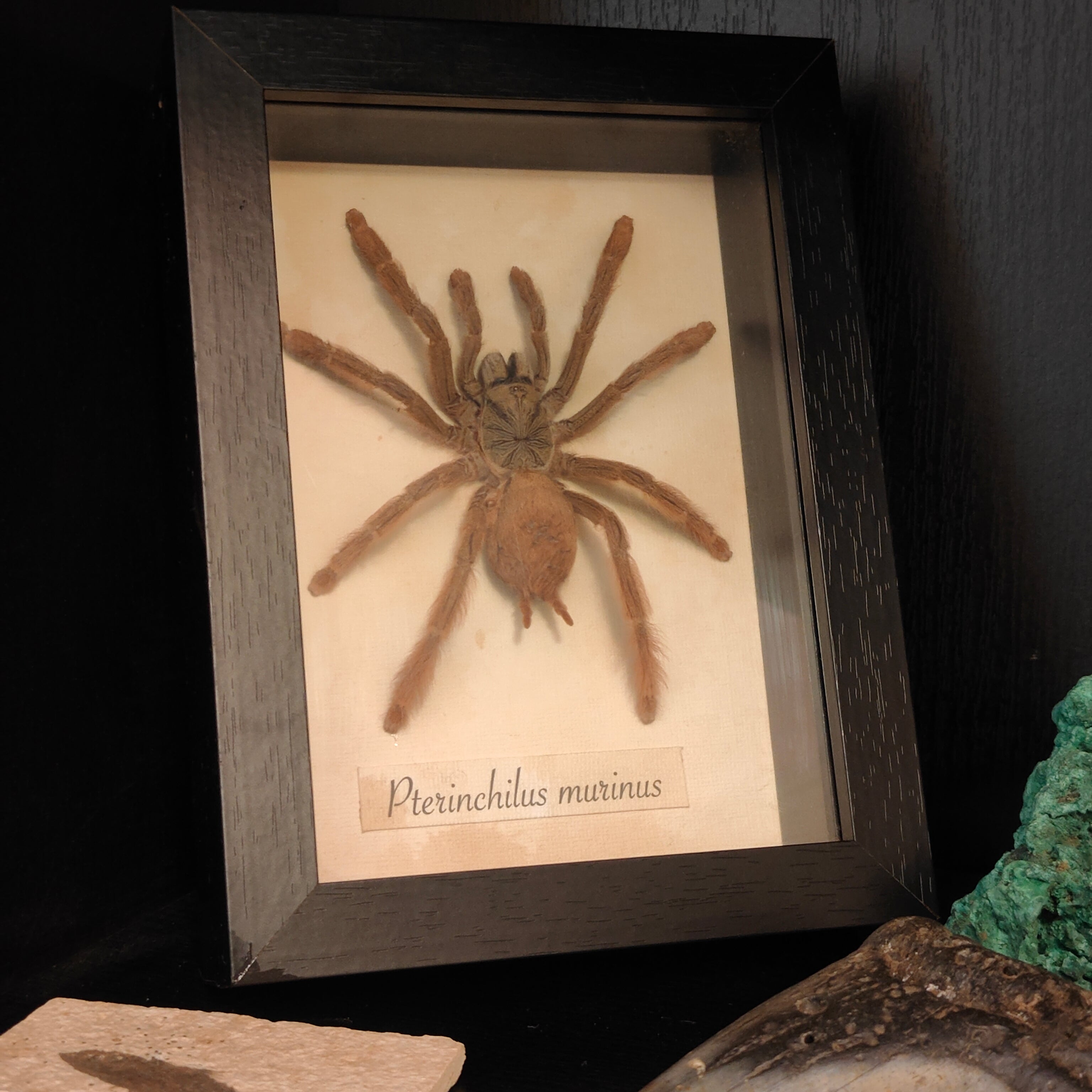 Pterinchilus murinus Frame