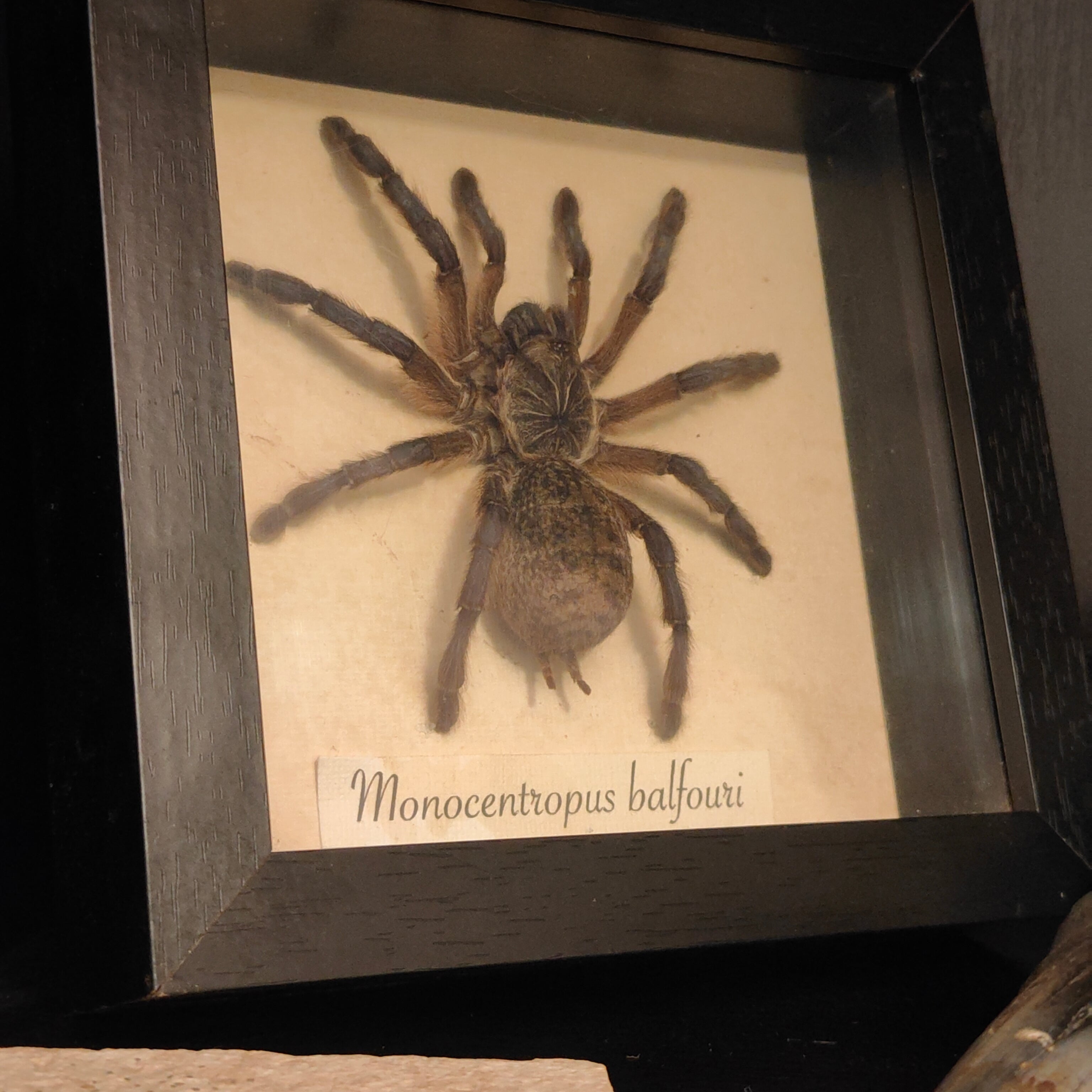 Monocentropus Balfouri frame