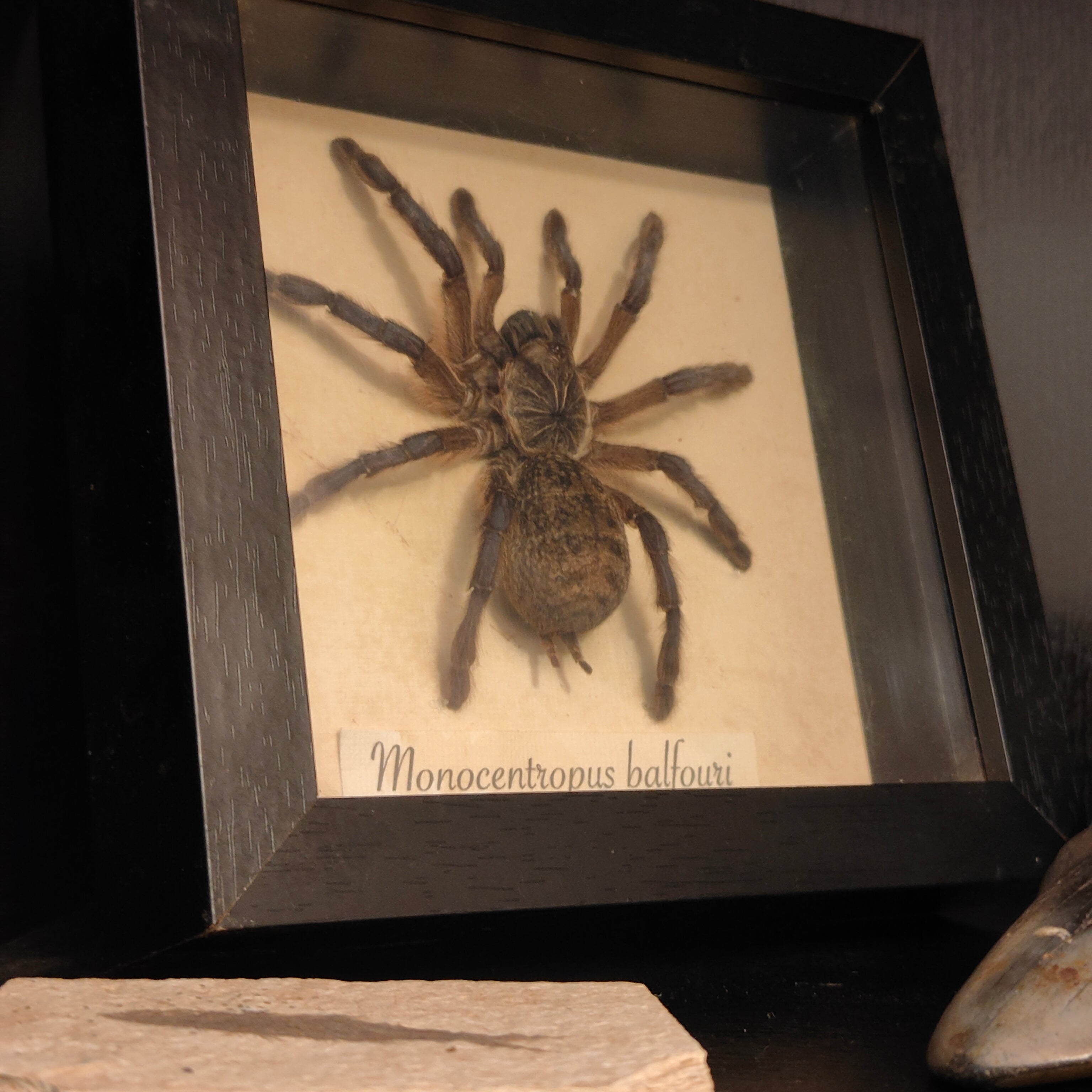 Monocentropus Balfouri frame