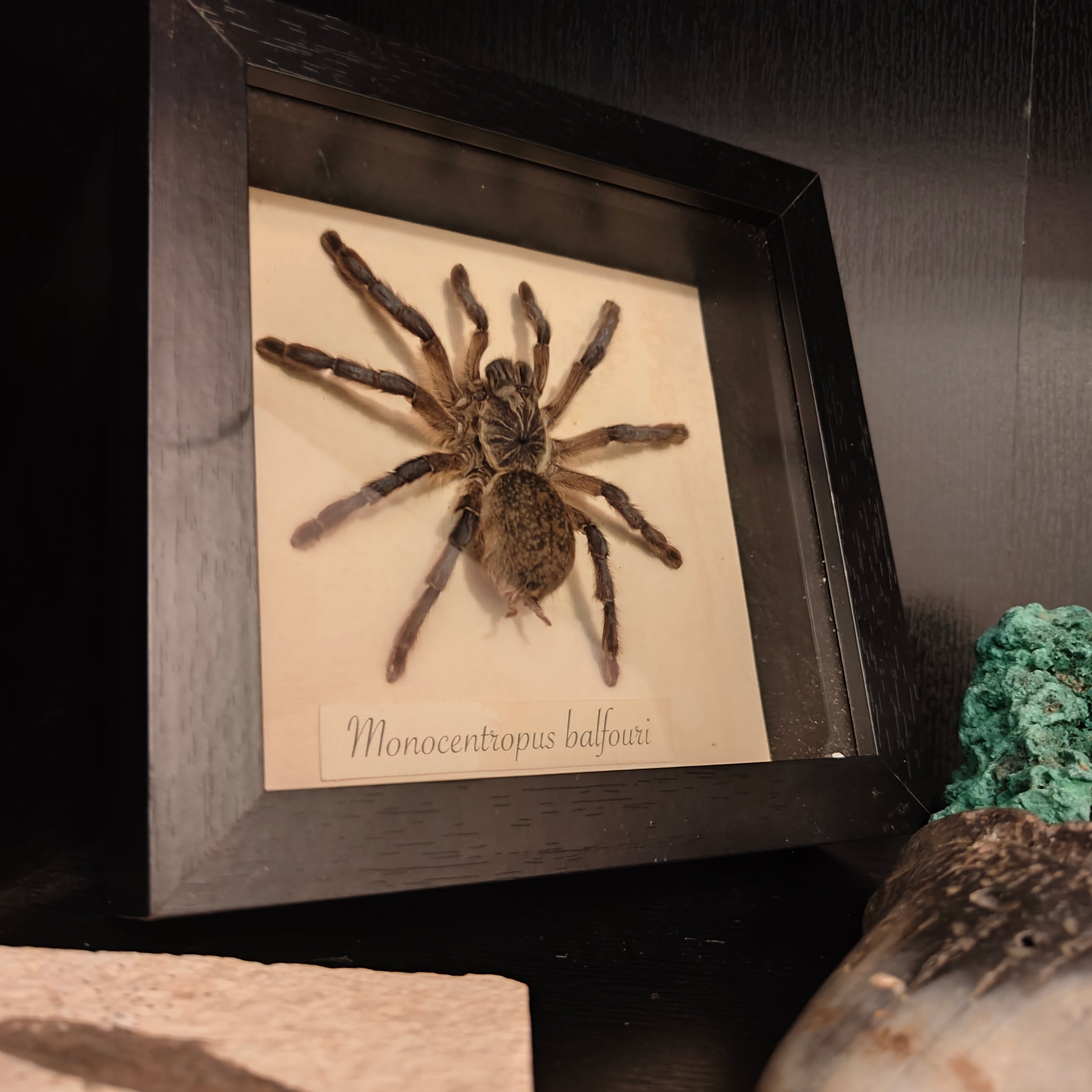 Monocentropus Balfouri frame