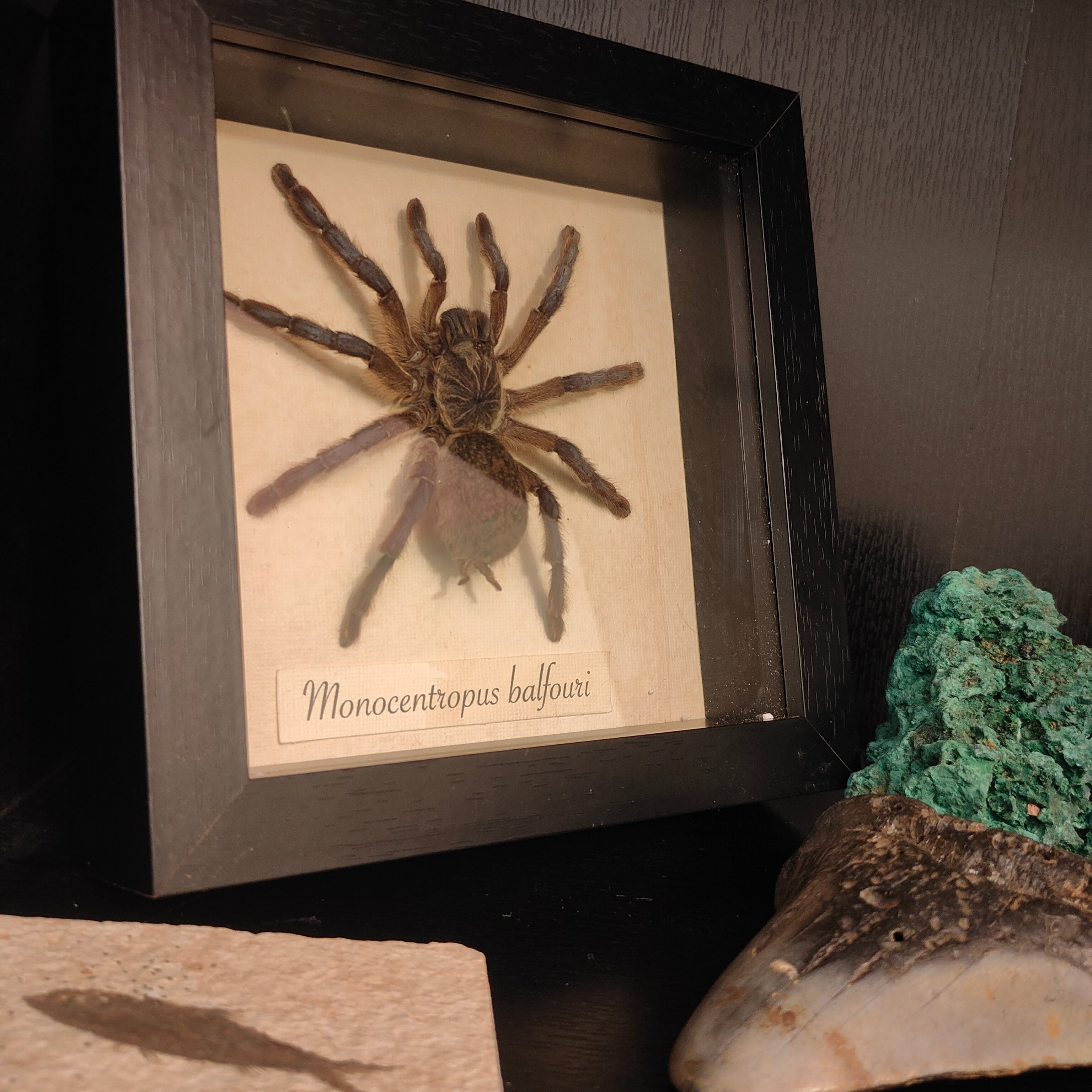 Monocentropus Balfouri frame