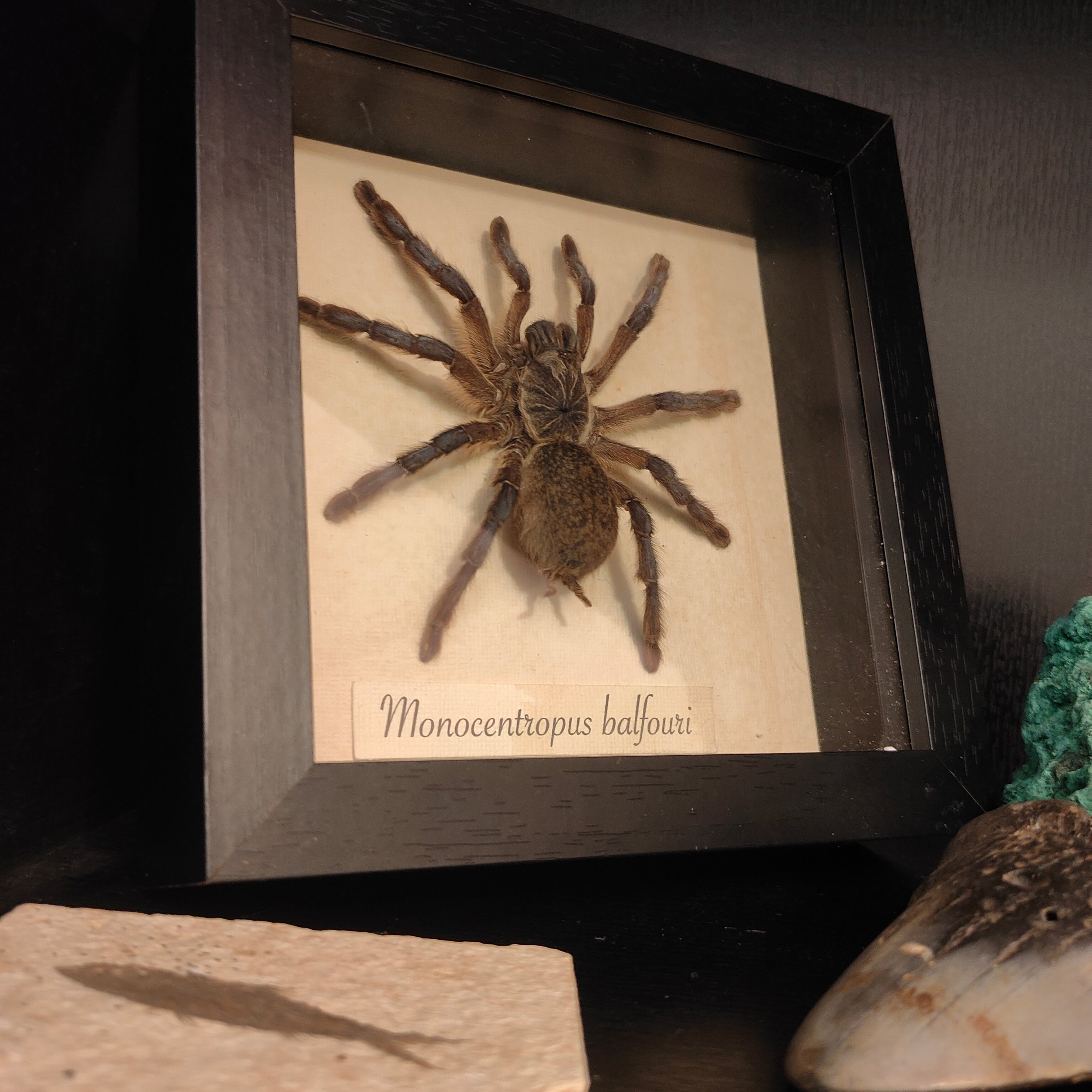 Monocentropus Balfouri frame