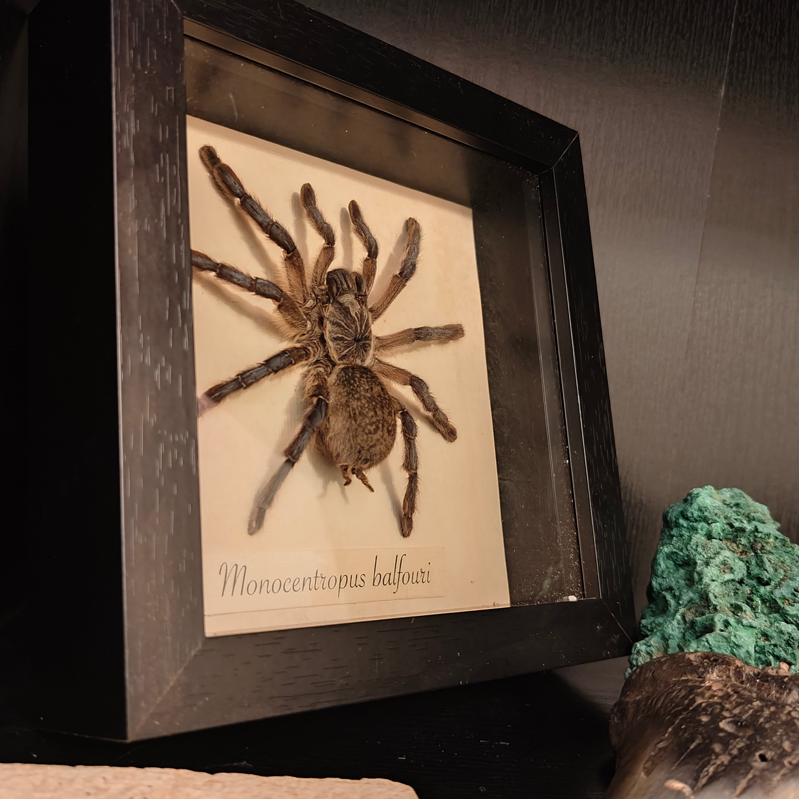 Monocentropus Balfouri frame